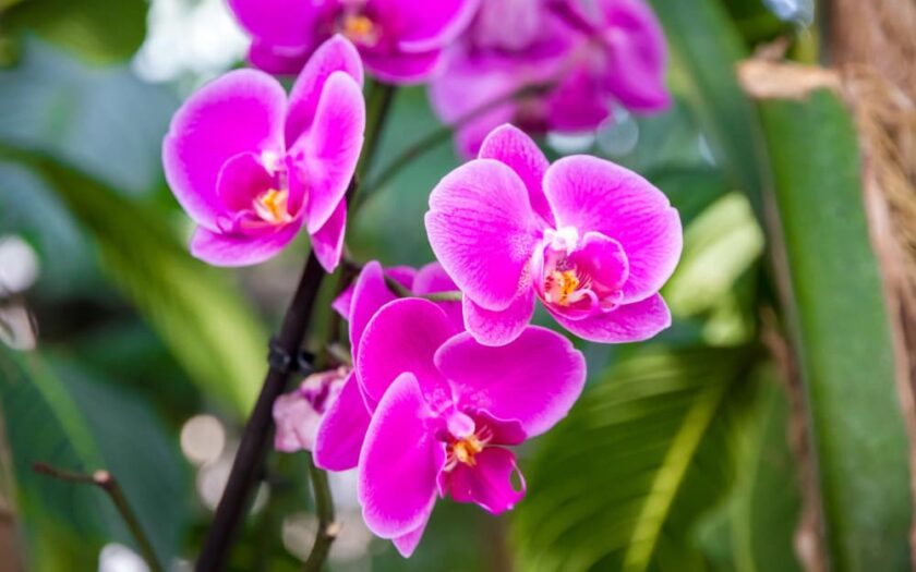 orkide bakimi 1