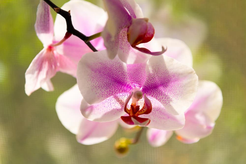 orkide çiçeği bakımı