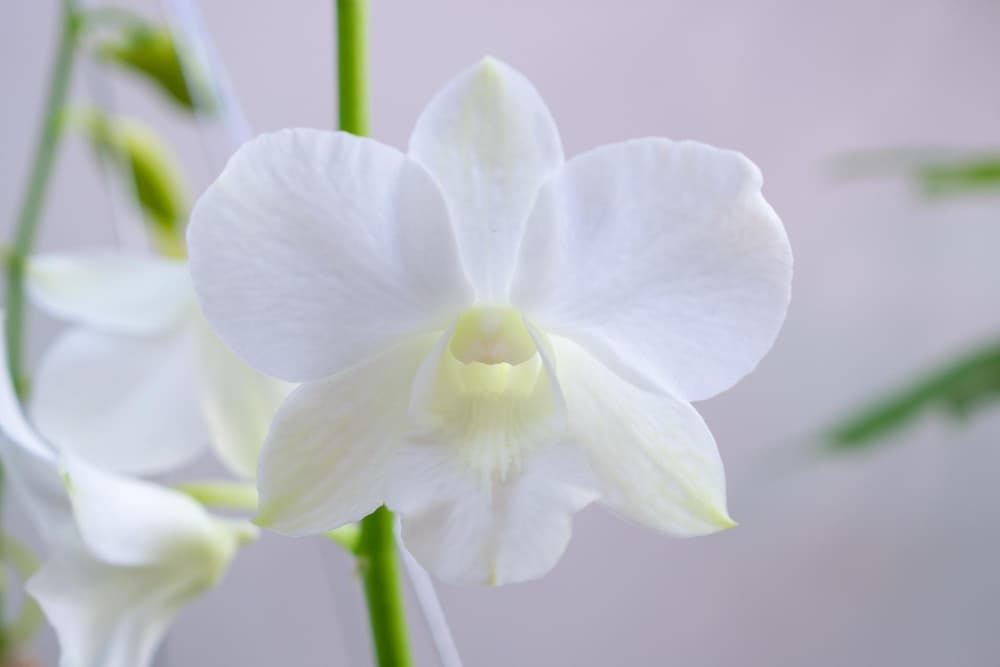 orkide bakimi 7