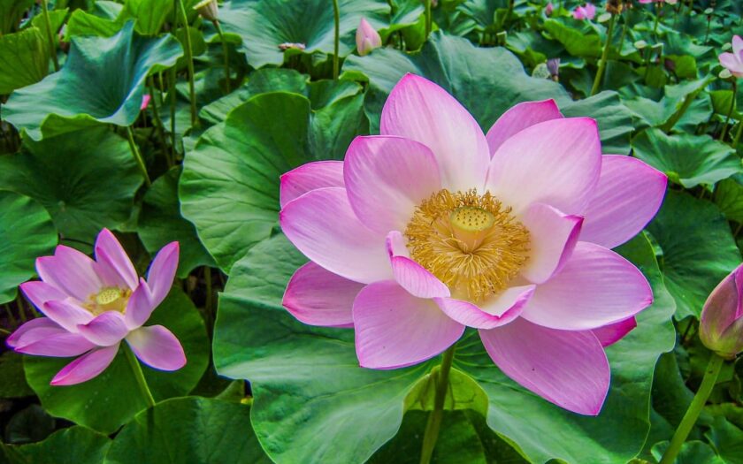 lotus cicegi 1