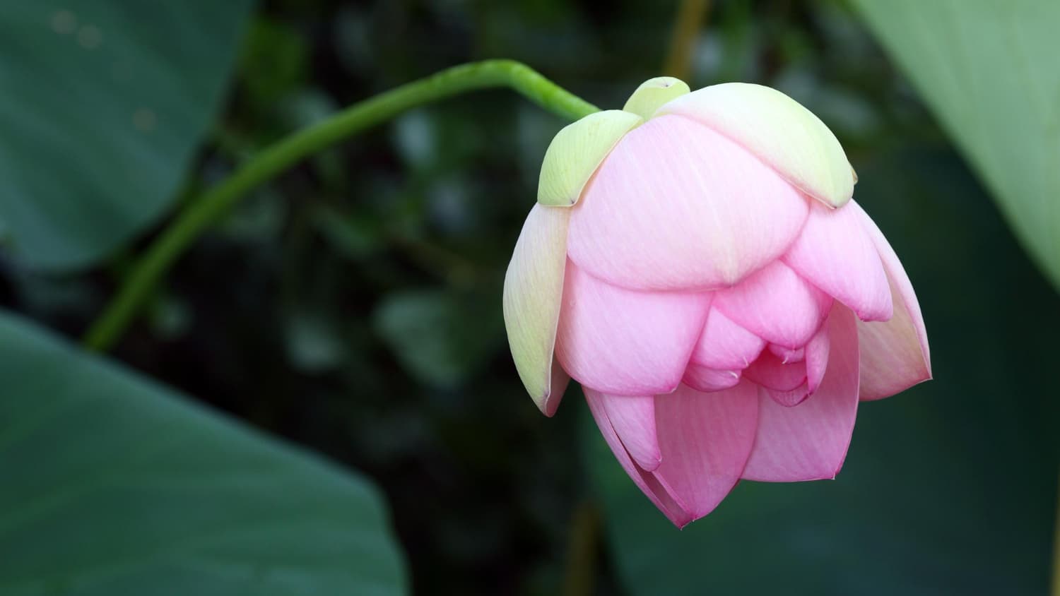 Lotus Çiçeğinin Özellikleri