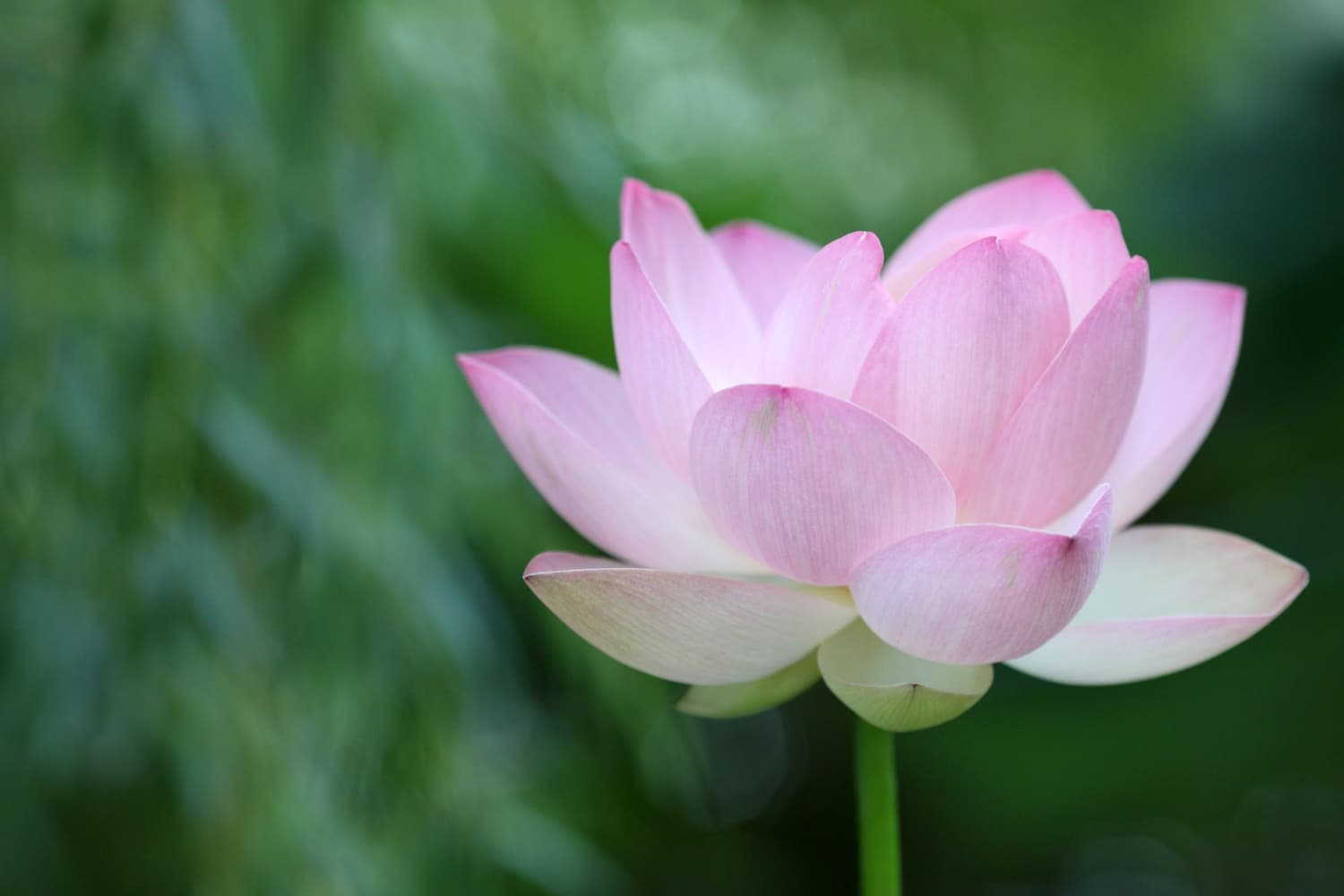 Lotus Çiçeği Neleri Temsil Eder?