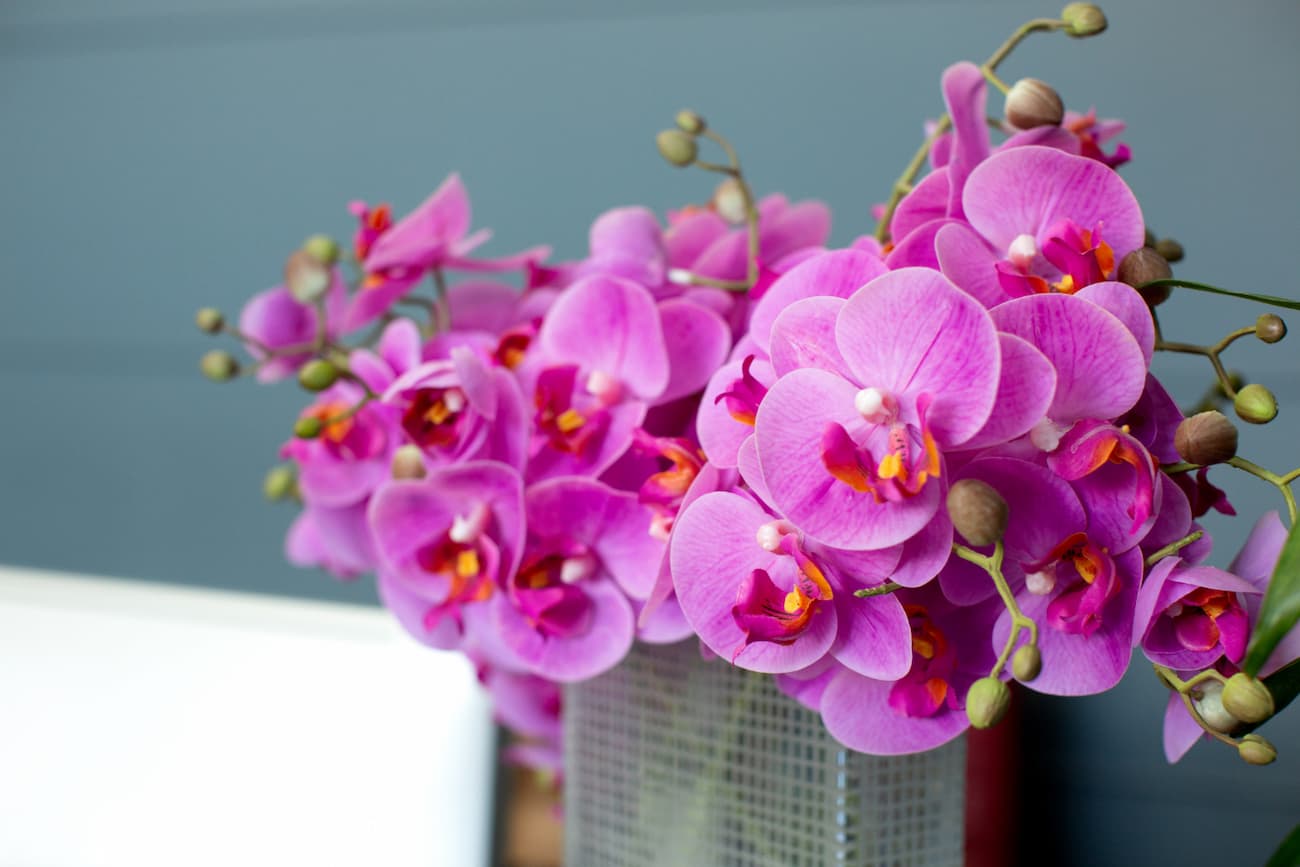 orkide özür dileme çiçeği