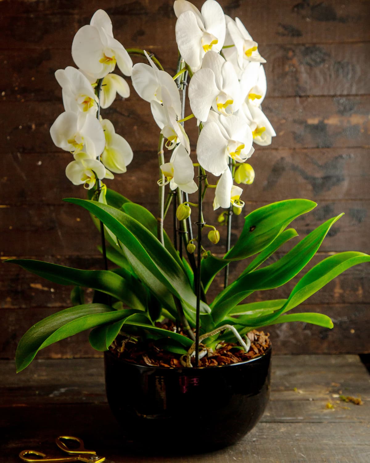 orkide salon 1