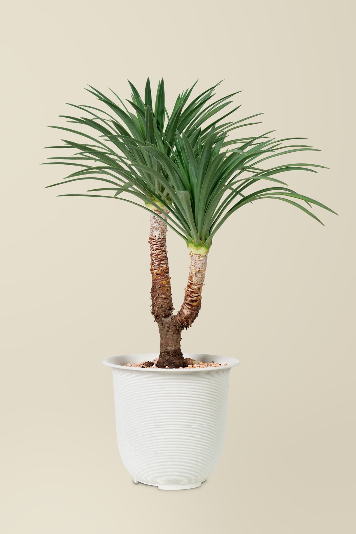 ponytail palm at kuyrugu palmiyesi1 2
